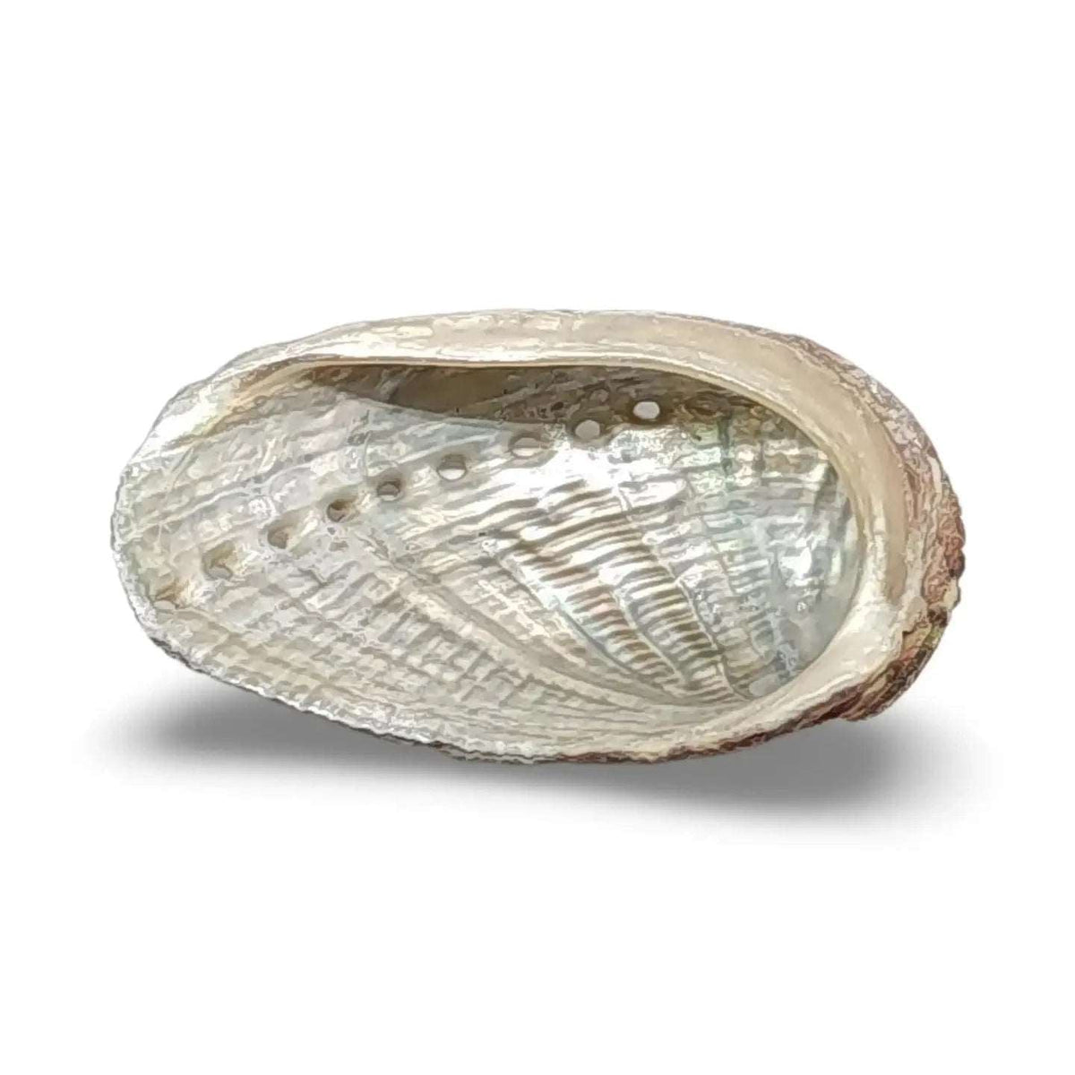 Abalone Shell for Smudging The Bookstore 1