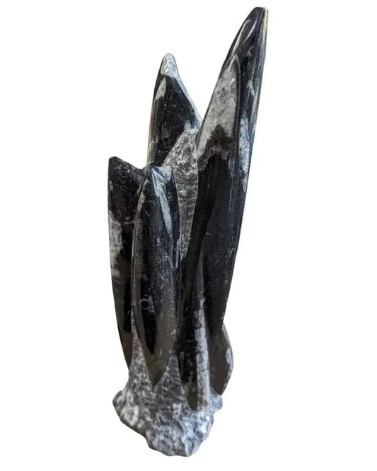 Genuine Orthoceras Sculpture My Store