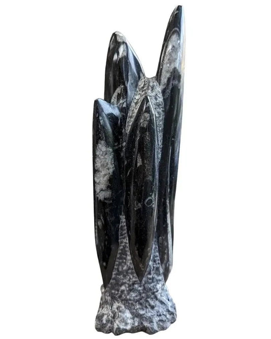 Genuine Orthoceras Sculpture My Store