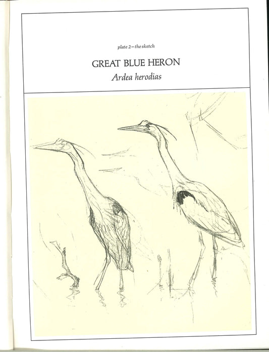 Lansdowne's Birds of The Forest My Store